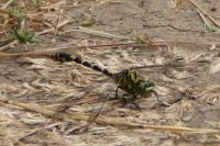 Onychogomphus forcipatus