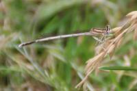 Platycnemis pennipes