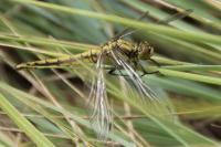 Orthetrum cancellatum