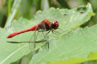 Sympetrum sanguineum