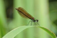 Calopteryx virgo