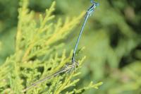 Platycnemis pennipes