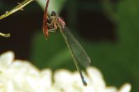 Ischnura elegans
