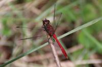 Sympetrum sanguineum
