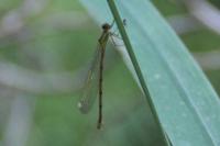 Chalcolestes viridis
