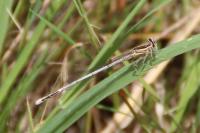 Platycnemis pennipes