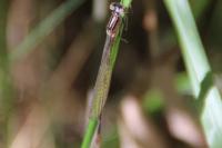 Ischnura elegans