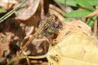 Sympetrum sanguineum