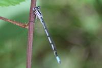 Enallagma cyathigerum