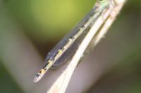 Enallagma cyathigerum
