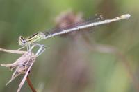 Platycnemis pennipes