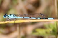Enallagma cyathigerum
