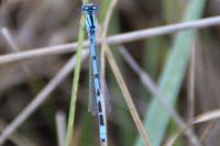 Enallagma cyathigerum