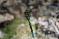 Aeshna cyanea