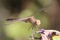 Sympetrum meridionale
