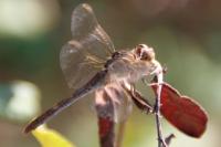 Sympetrum meridionale