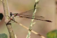 Chalcolestes viridis