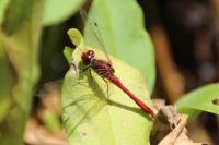 Sympetrum sanguineum