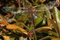 Sympetrum
