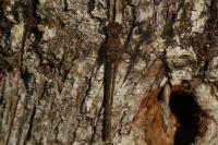 Sympetrum