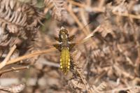 Libellula depressa