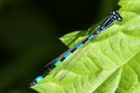 Coenagrion mercuriale