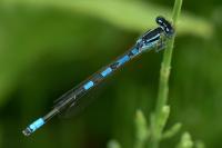 Coenagrion scitulum