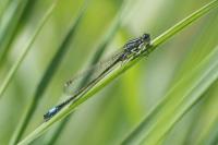 Ischnura elegans