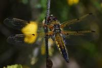 Libellula quadrimaculata