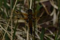 Libellula quadrimaculata