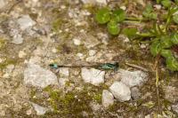 Ischnura elegans