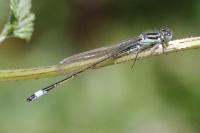 Ischnura elegans