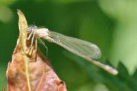 Sympecma fusca