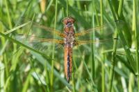 Libellula fulva