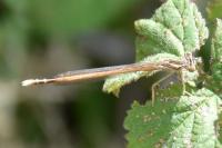Platycnemis pennipes