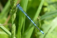 Coenagrion puella