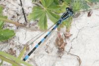 Coenagrion mercuriale