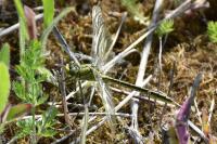 Gomphus pulchellus