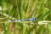 Enallagma cyathigerum
