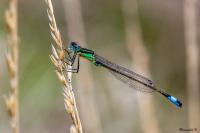 Ischnura elegans