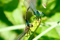 Ischnura elegans