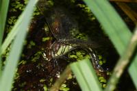 Brachytron pratense