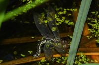 Brachytron pratense