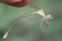 Lestes barbarus