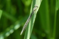 Enallagma cyathigerum