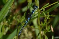 Enallagma cyathigerum