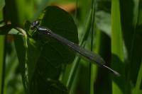 Erythromma lindenii