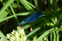 Calopteryx virgo