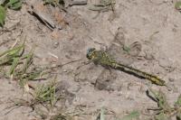 Gomphus pulchellus