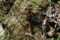 Epitheca bimaculata